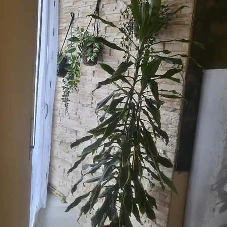 Casa Hanna2 Apartament Intra
